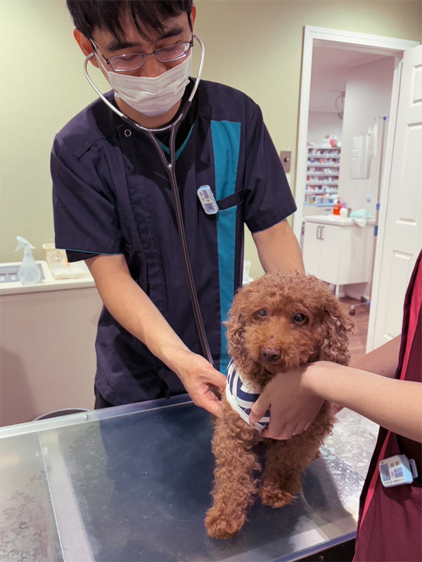 わんにゃんドックを受ける時の流れ 3,昼に検査 犬