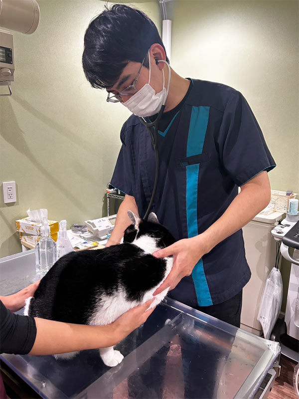 わんにゃんドックを受ける時の流れ 3,昼に検査 猫