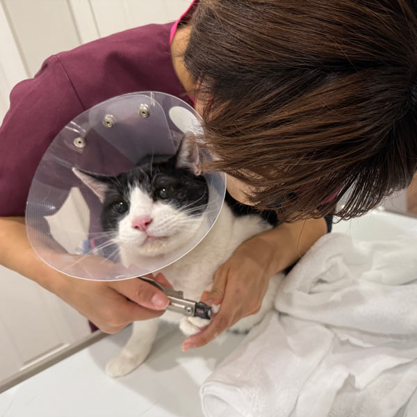 わんにゃんドックを受ける時の流れ 3,追加検査 爪切り 猫