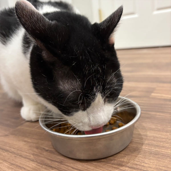 わんにゃんドックを受ける時の流れ 4,ご飯の時間 猫