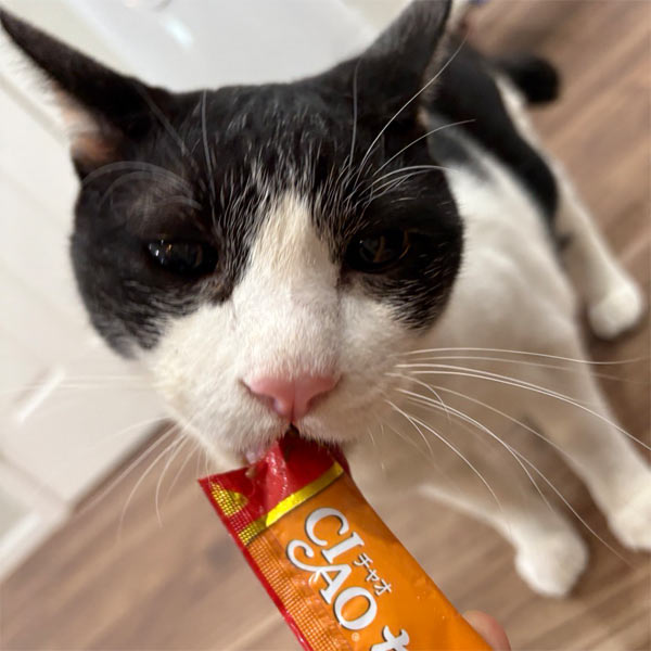 わんにゃんドックを受ける時の流れ 4,ご飯の時間 猫