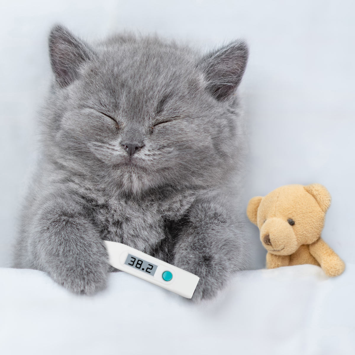 学園前どうぶつ病院