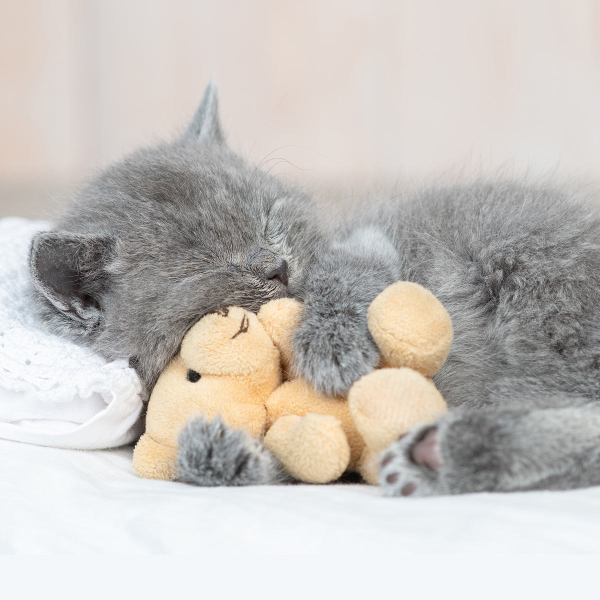 学園前どうぶつ病院