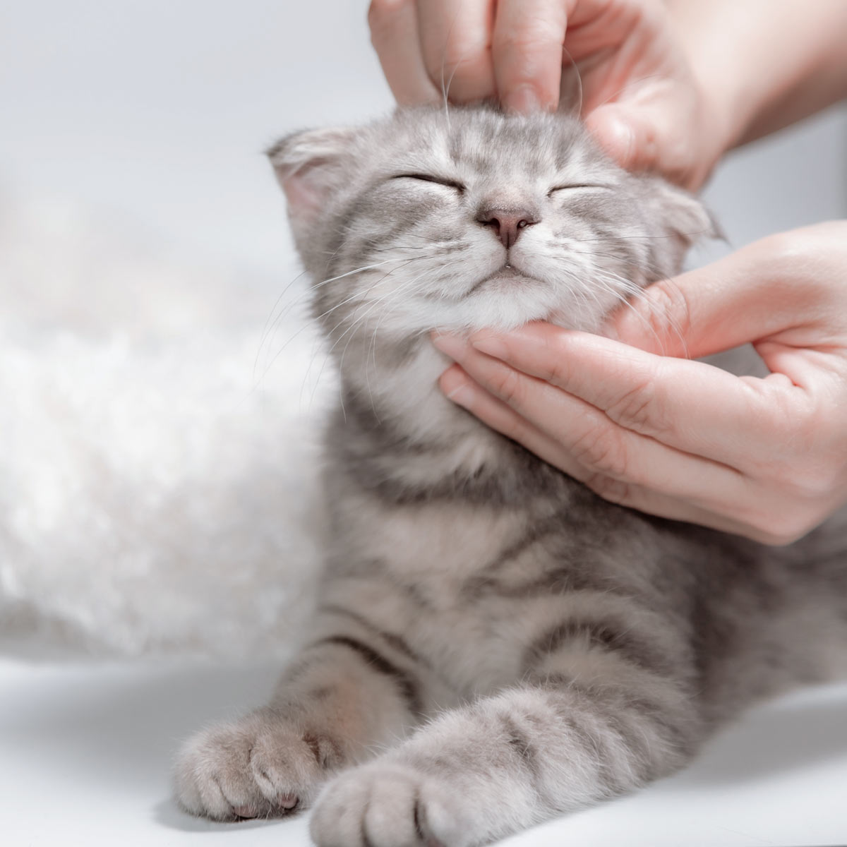 学園前どうぶつ病院