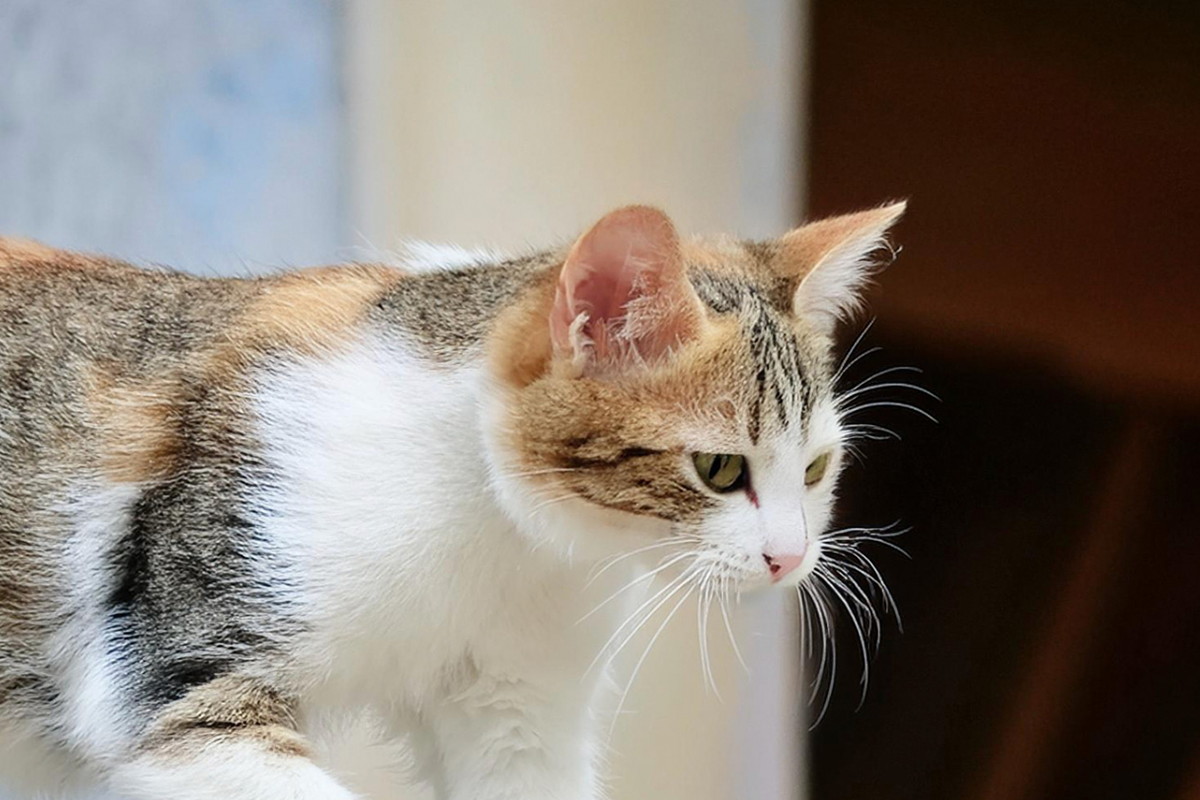 学園前どうぶつ病院の特徴