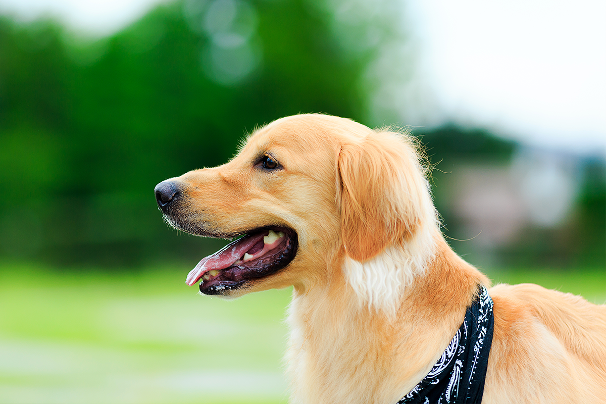 学園前どうぶつ病院の特徴